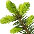 balsam fir