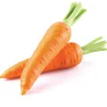 carrot