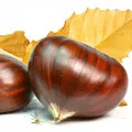 chestnut