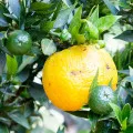 chinotto