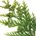 cypress leaf