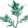 davana