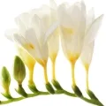 freesia