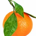 green mandarin