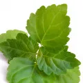 indonesian patchouli leaf
