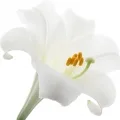 lily