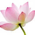 lotus
