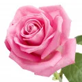 moroccan rose