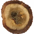 oud