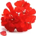 rose geranium