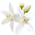tunisian orange blossom